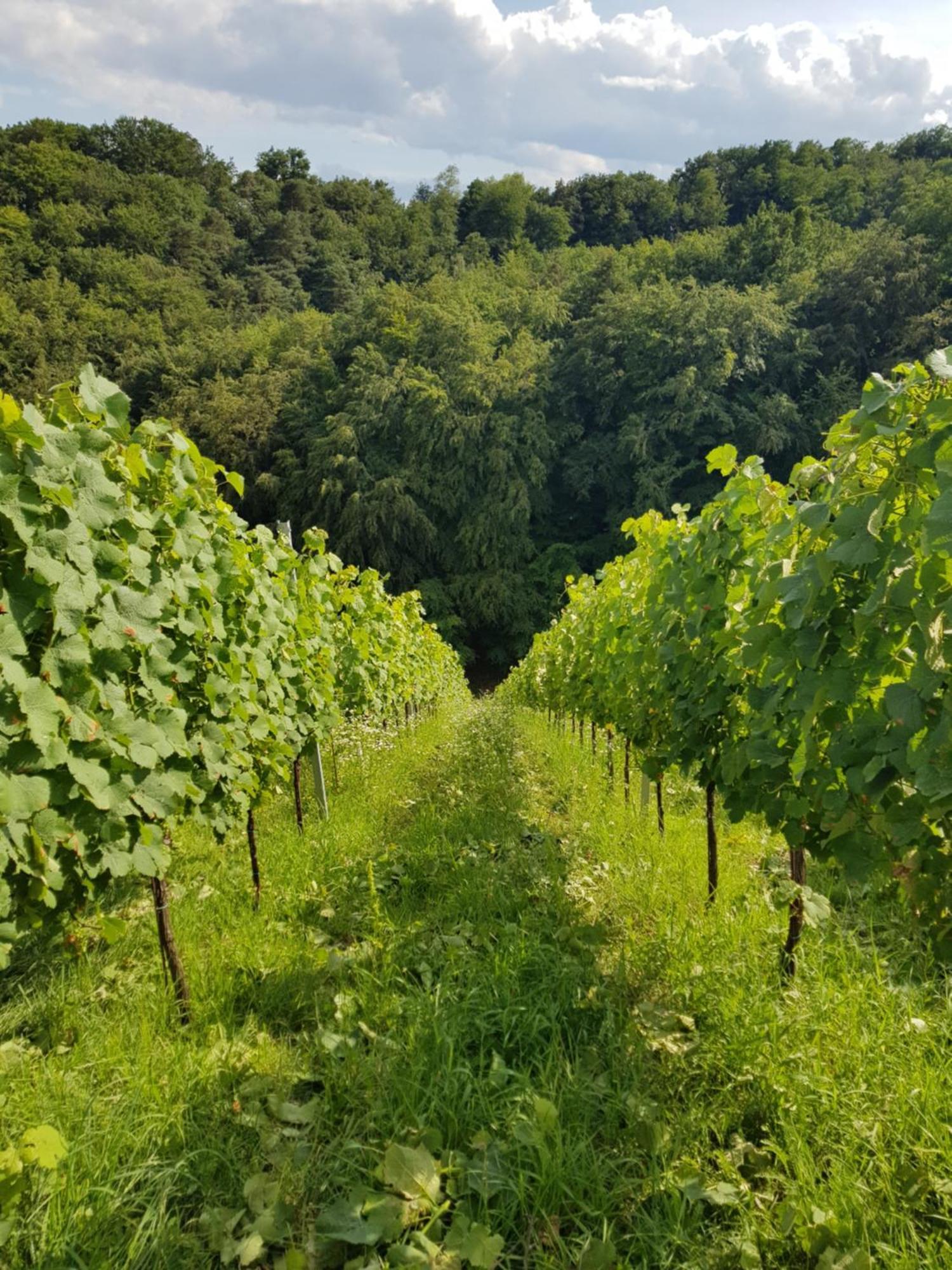 Wine House Kaloh Villa Maribor Eksteriør billede